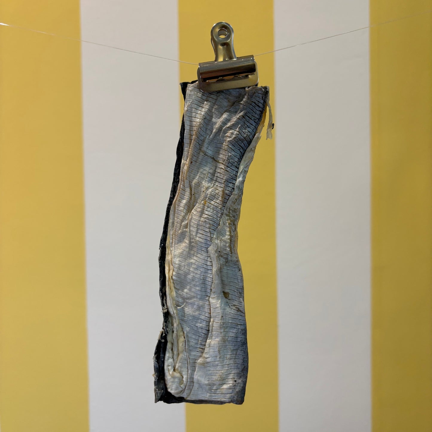 A Fish Flattie dog treat by The Tetbury Pet Shop & Grooming, made from dried whitefish skin, is clipped to a wire with a metal binder clip, displayed on a yellow and white striped background.