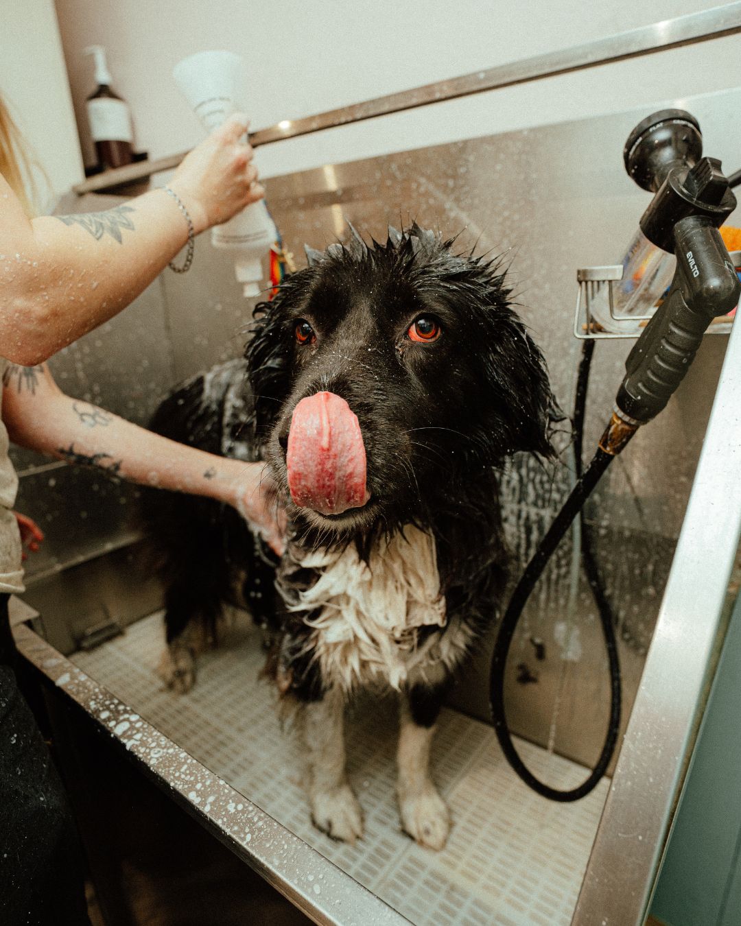 When can't we groom your dogs