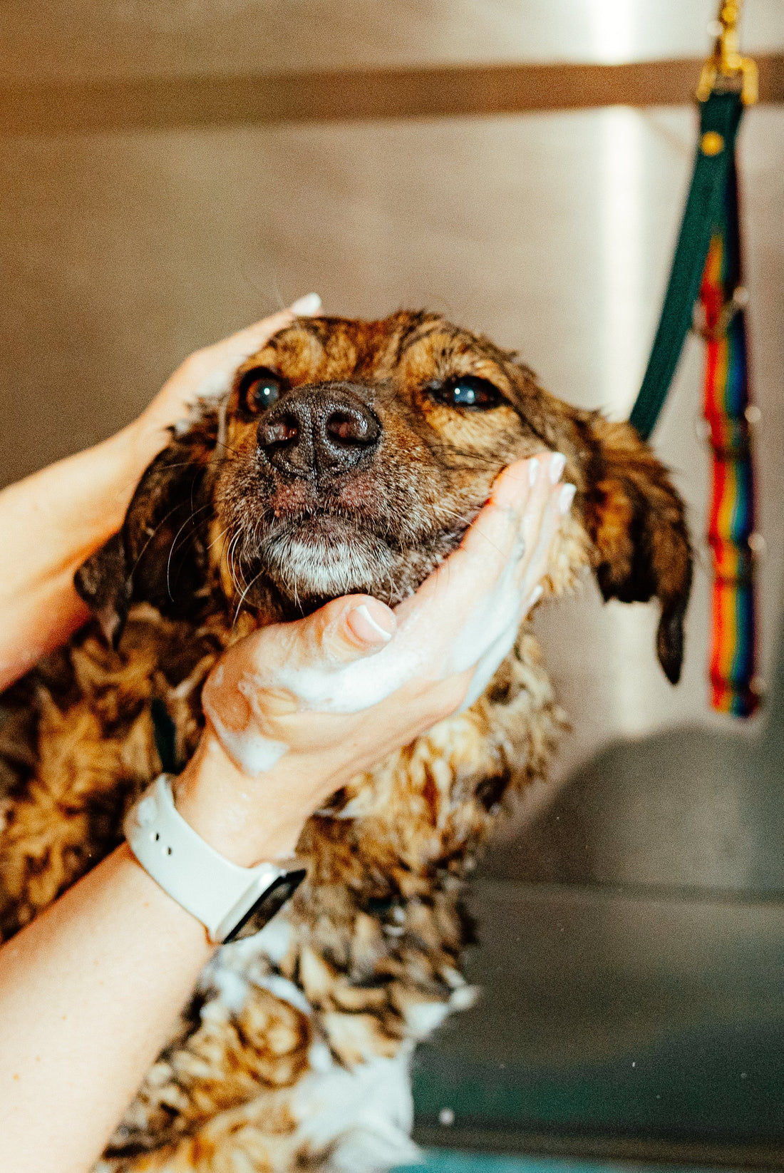 Tetbury's Spa for Dogs