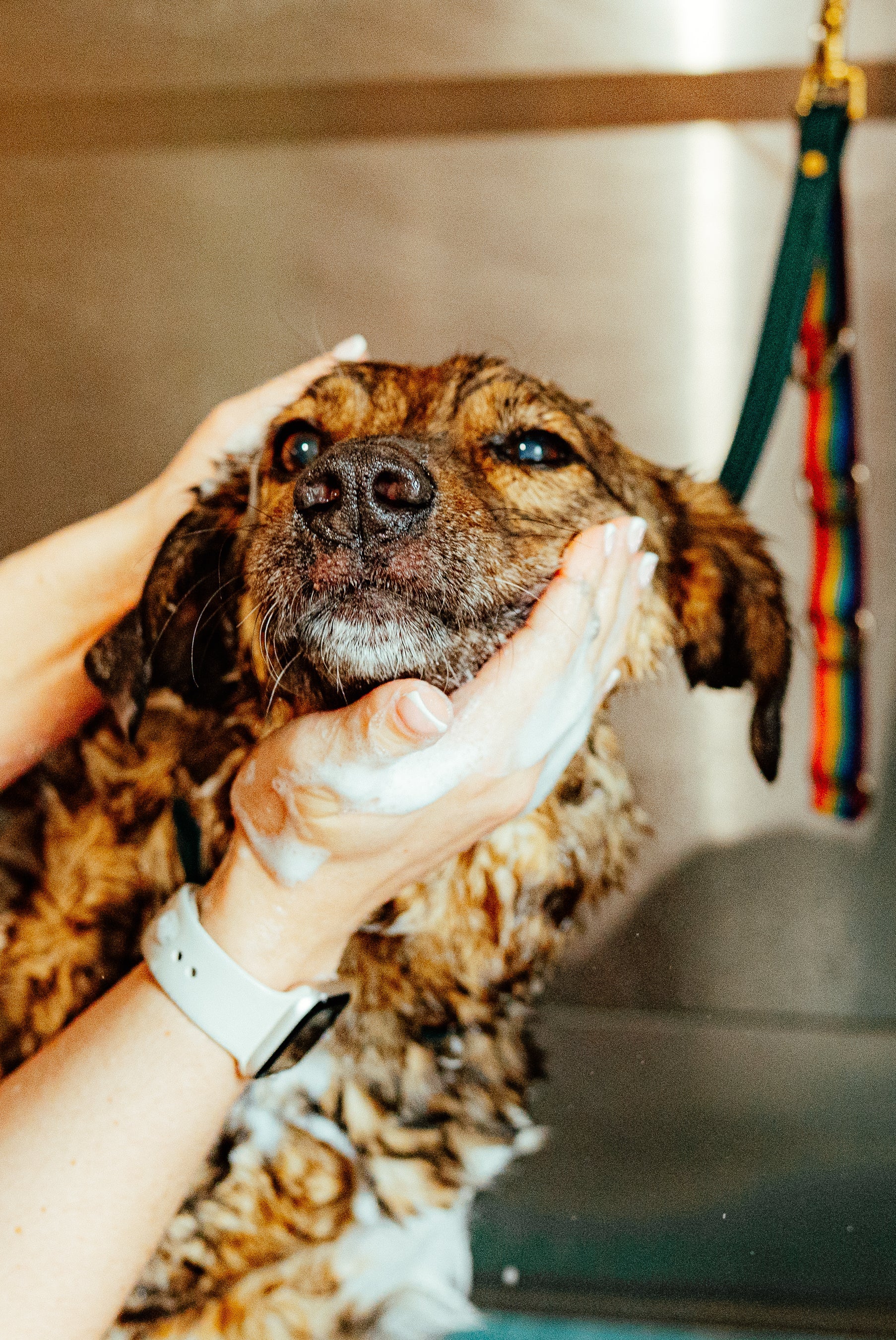 Tetbury's Spa for Dogs