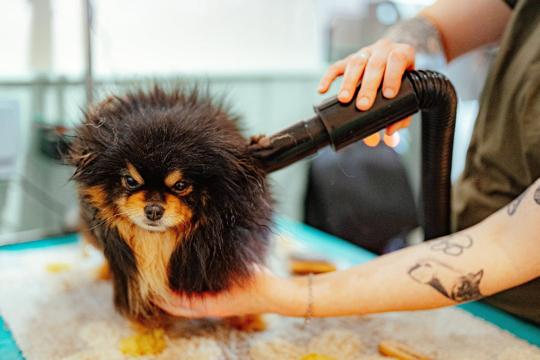 Rescue Day Grooms