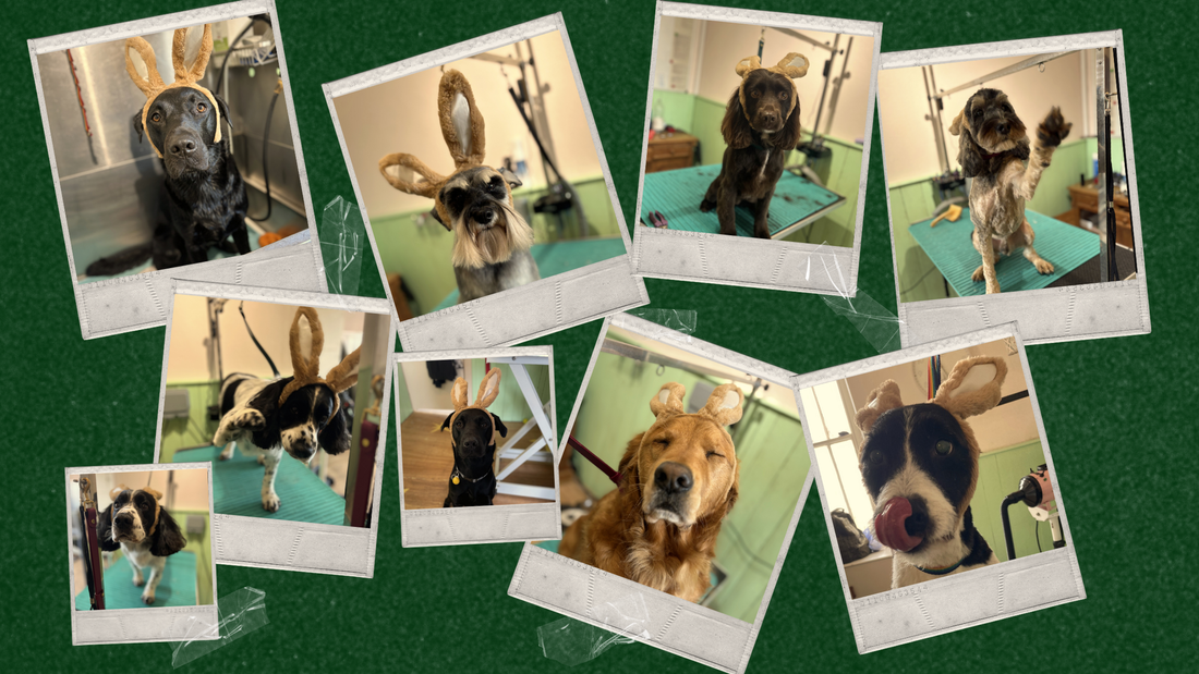 Easter Enrichment With Your Dog