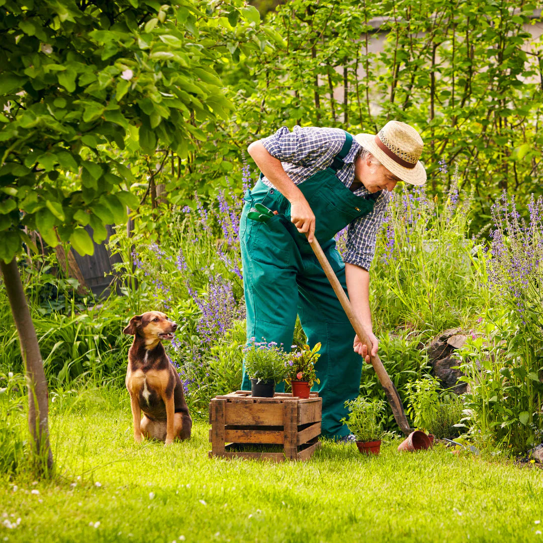 Sensory Gardens: How to create your own