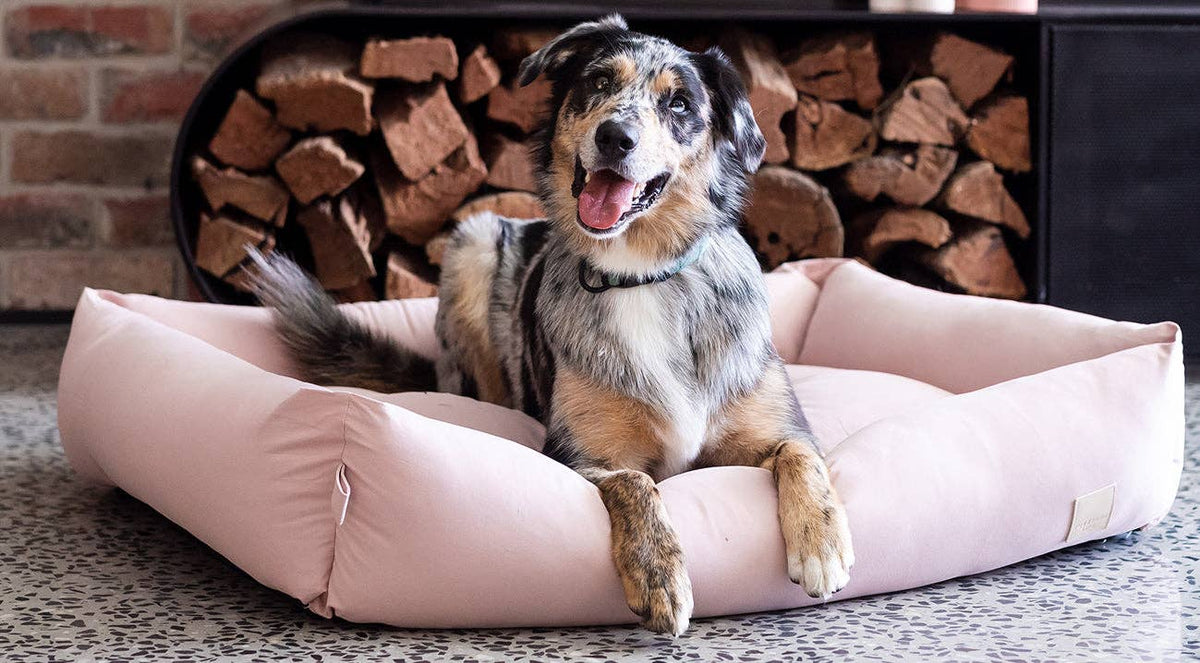 Dog on a FuzzYard Life Cotton Bed
