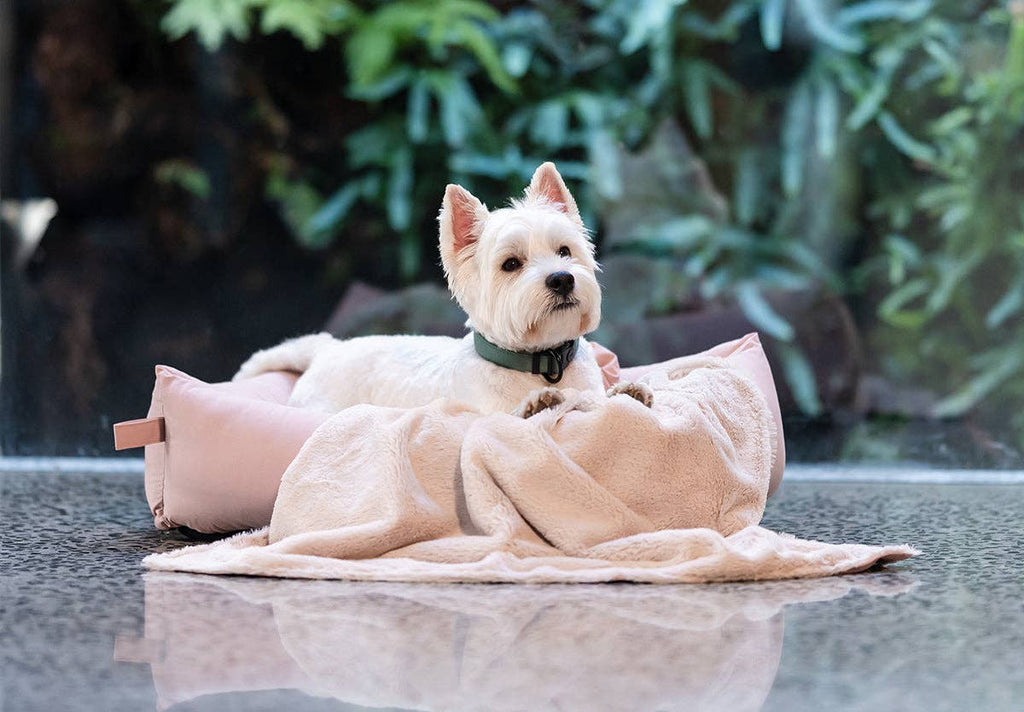 Dog resting on a FuzzYard Life Cotton Bed