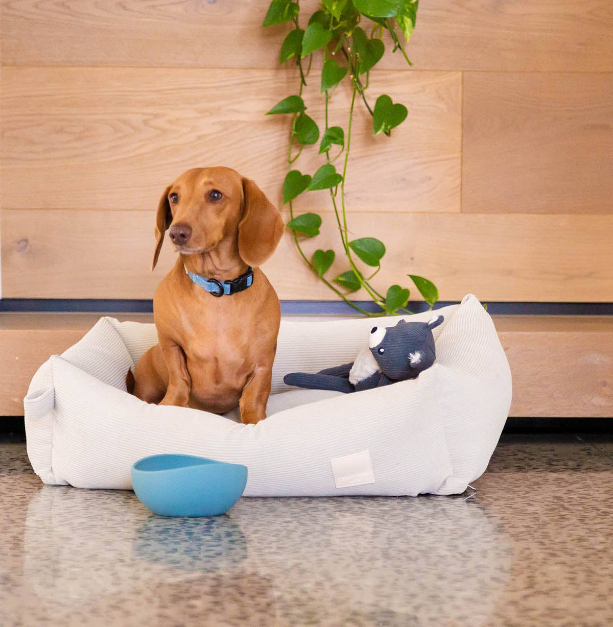 Dog on a FuzzYard Life Cotton Bed in Sandstone