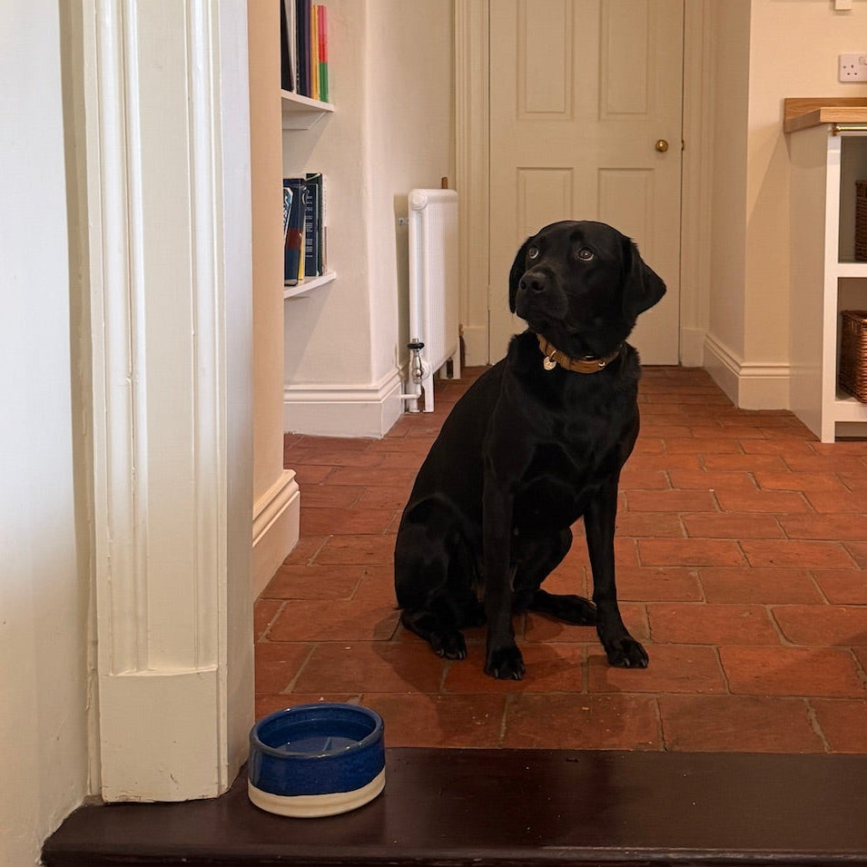 Jo Edwards ceramic dog bowls at The Tetbury Pet Shop