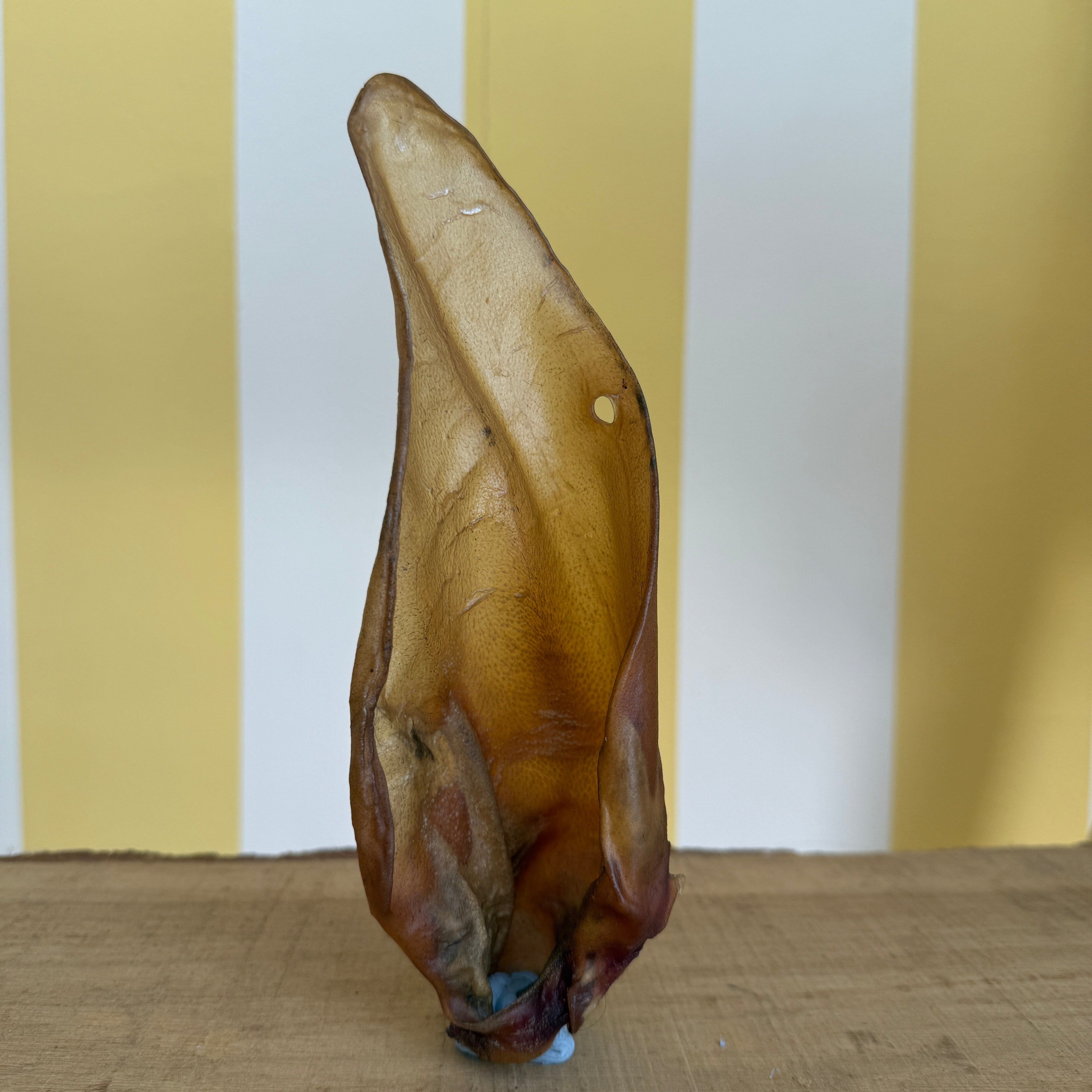 The Tetbury Pet Shop & Grooming's Buffalo Ear, a dried, brown, ear-shaped chew, stands upright on a wooden surface with a yellow and white striped background—perfect as a low-fat treat for dogs.