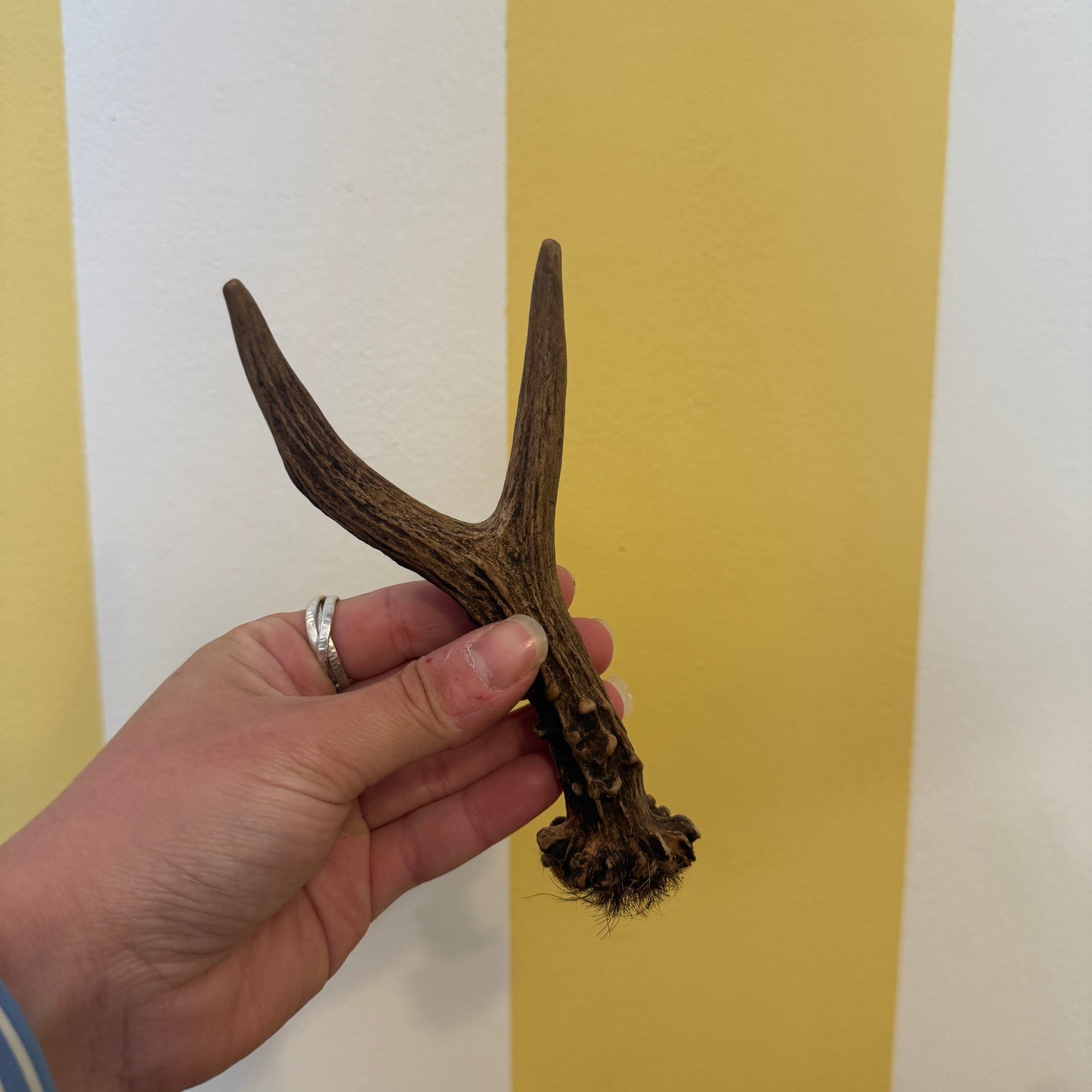 Cotswold Antler