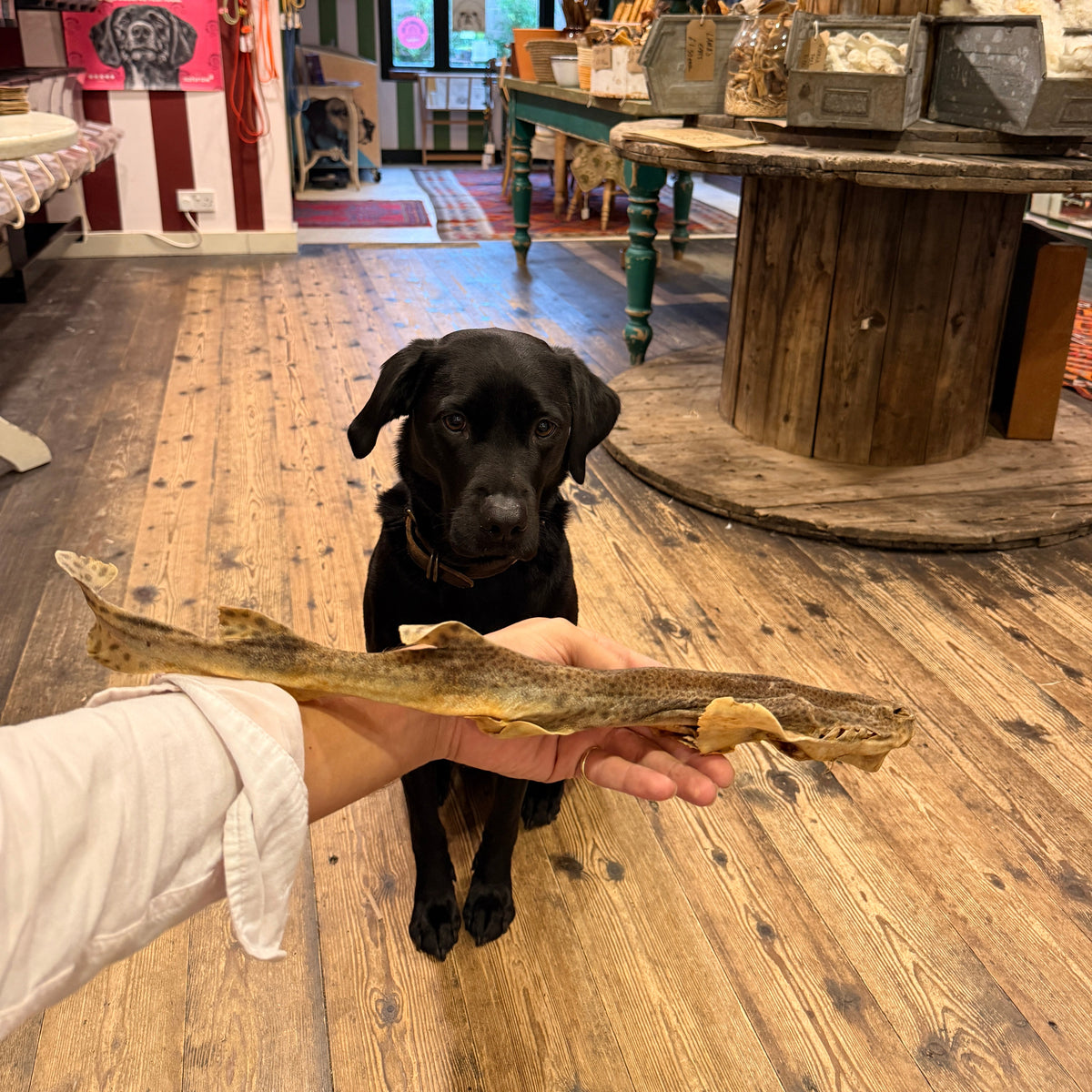 Dog Fish