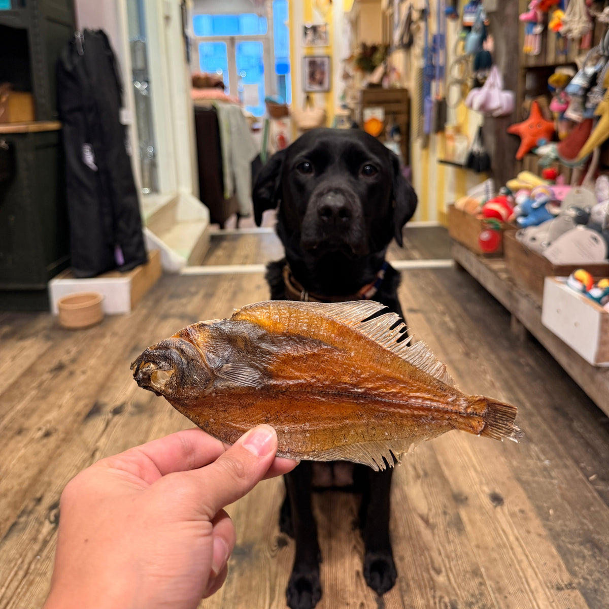 Dab Fish