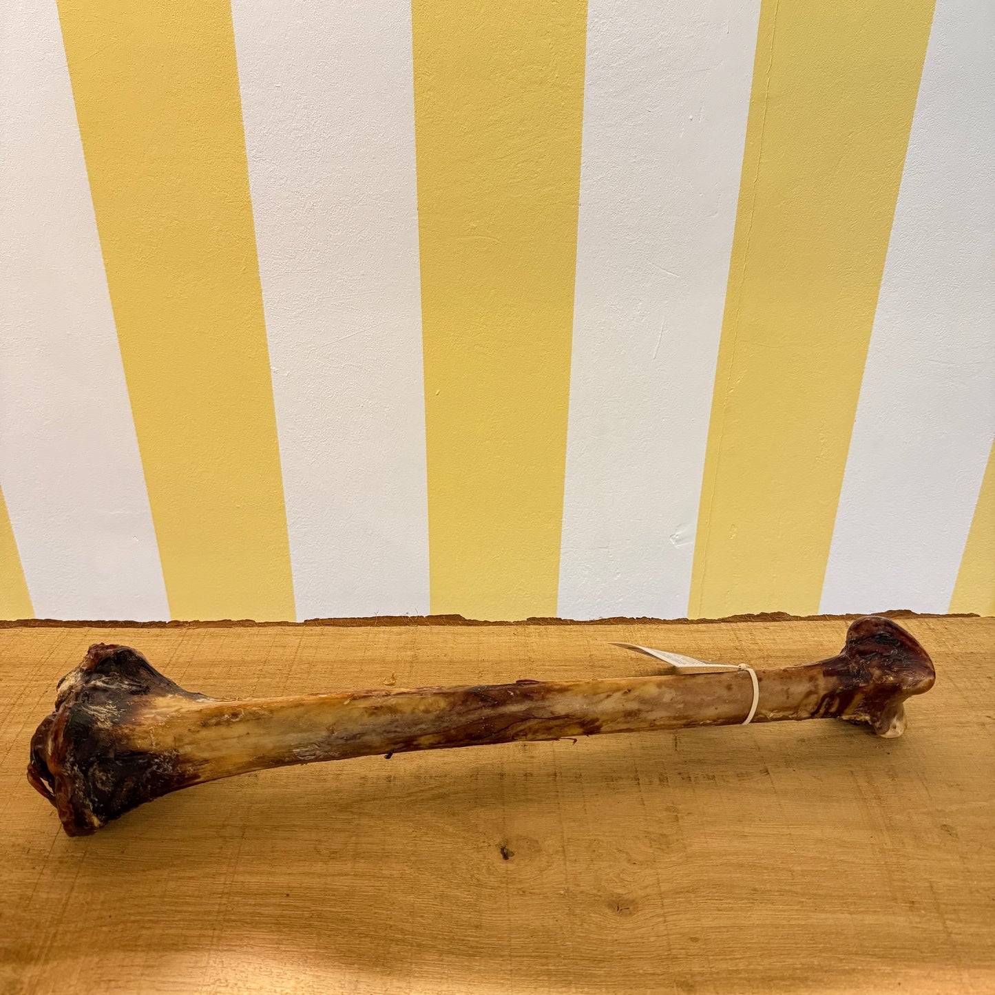 Ostrich Long Bone