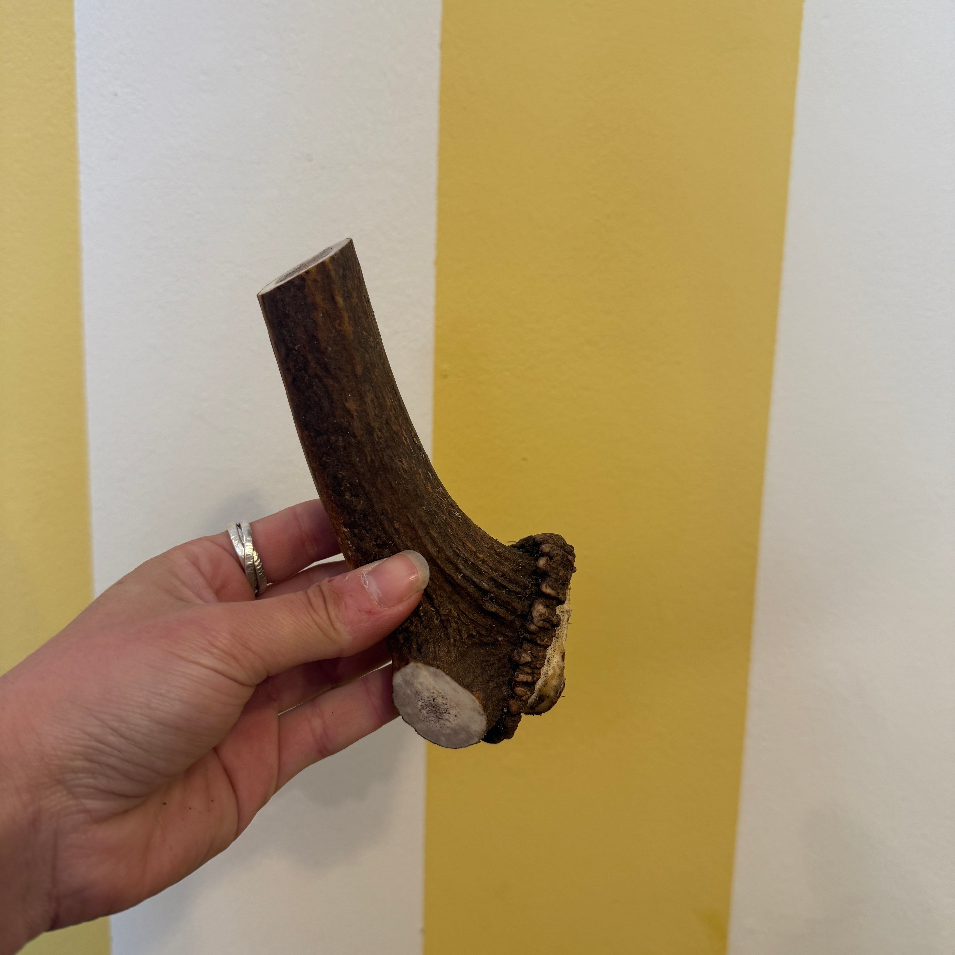 Cotswold Antler