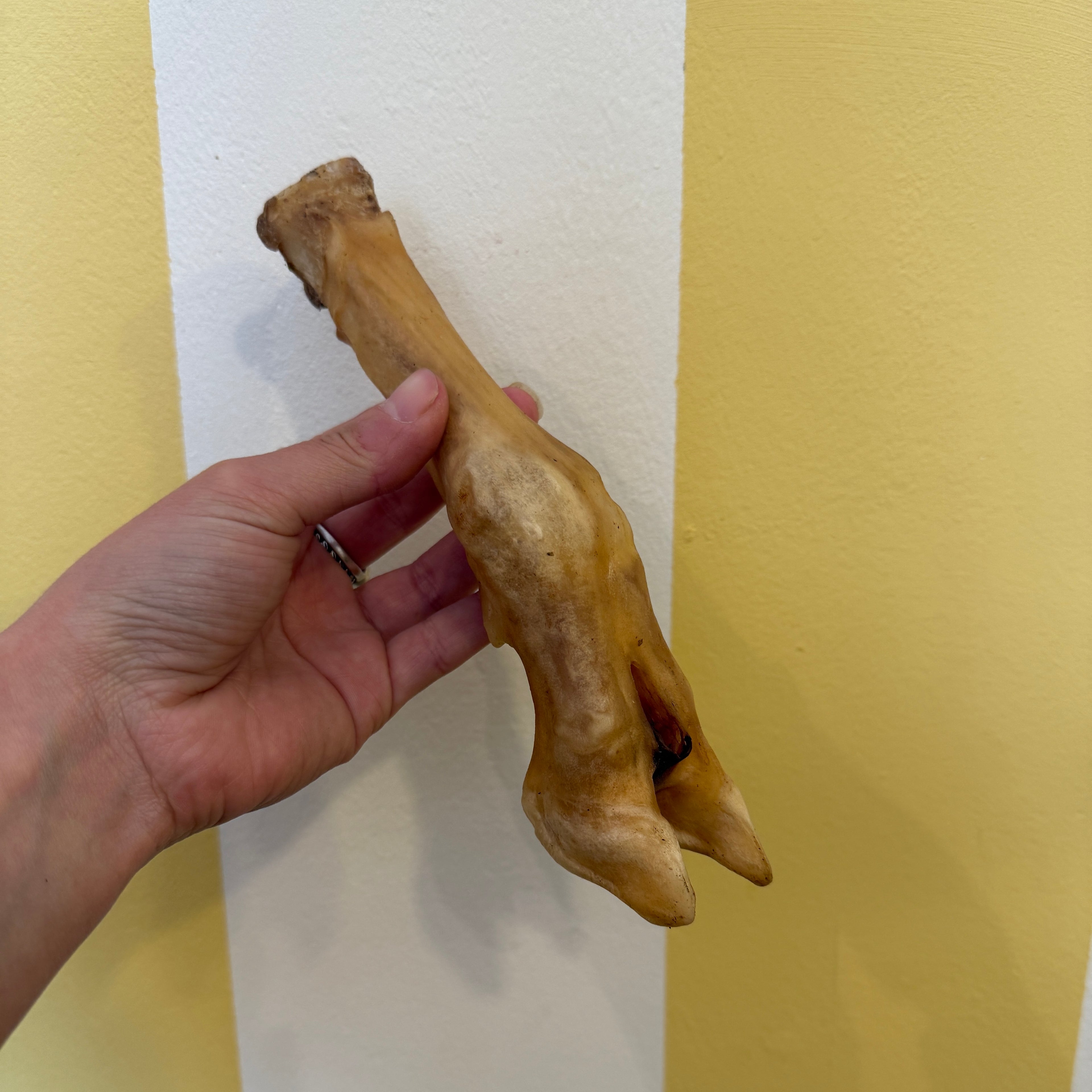Goat Feet
