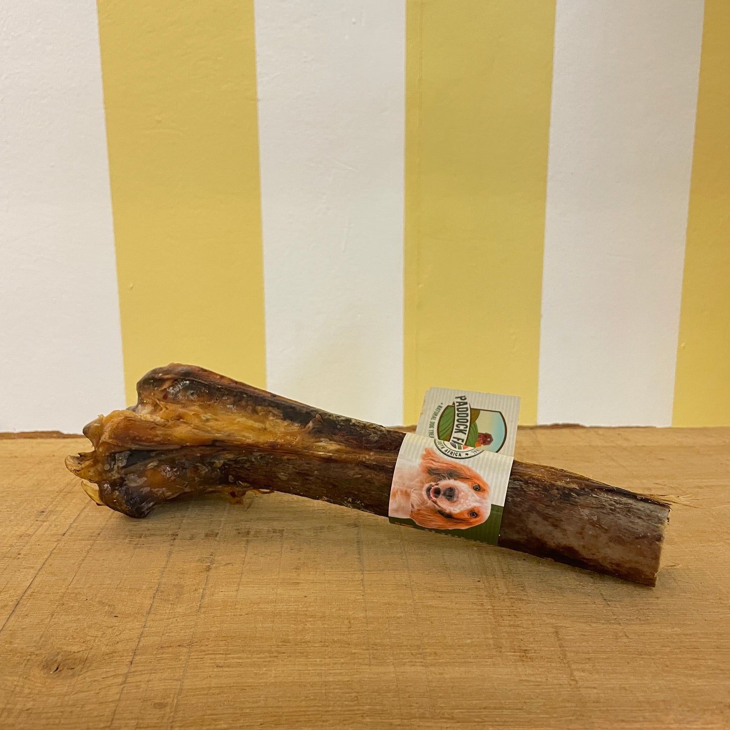 A long bone, likely an ostrich metatarsus bone, resting on a wooden surface with a striped yellow and white background. 