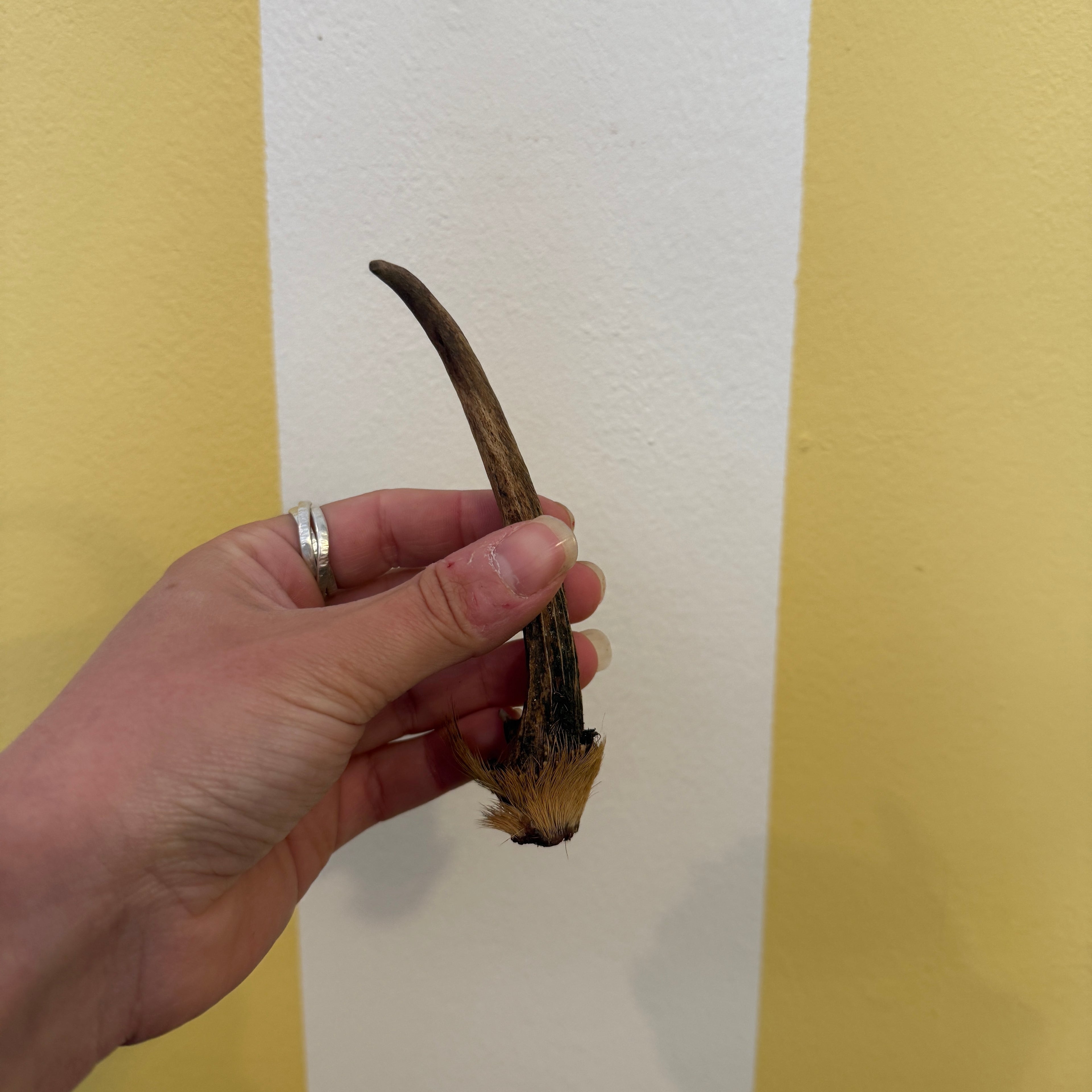 Cotswold Antler