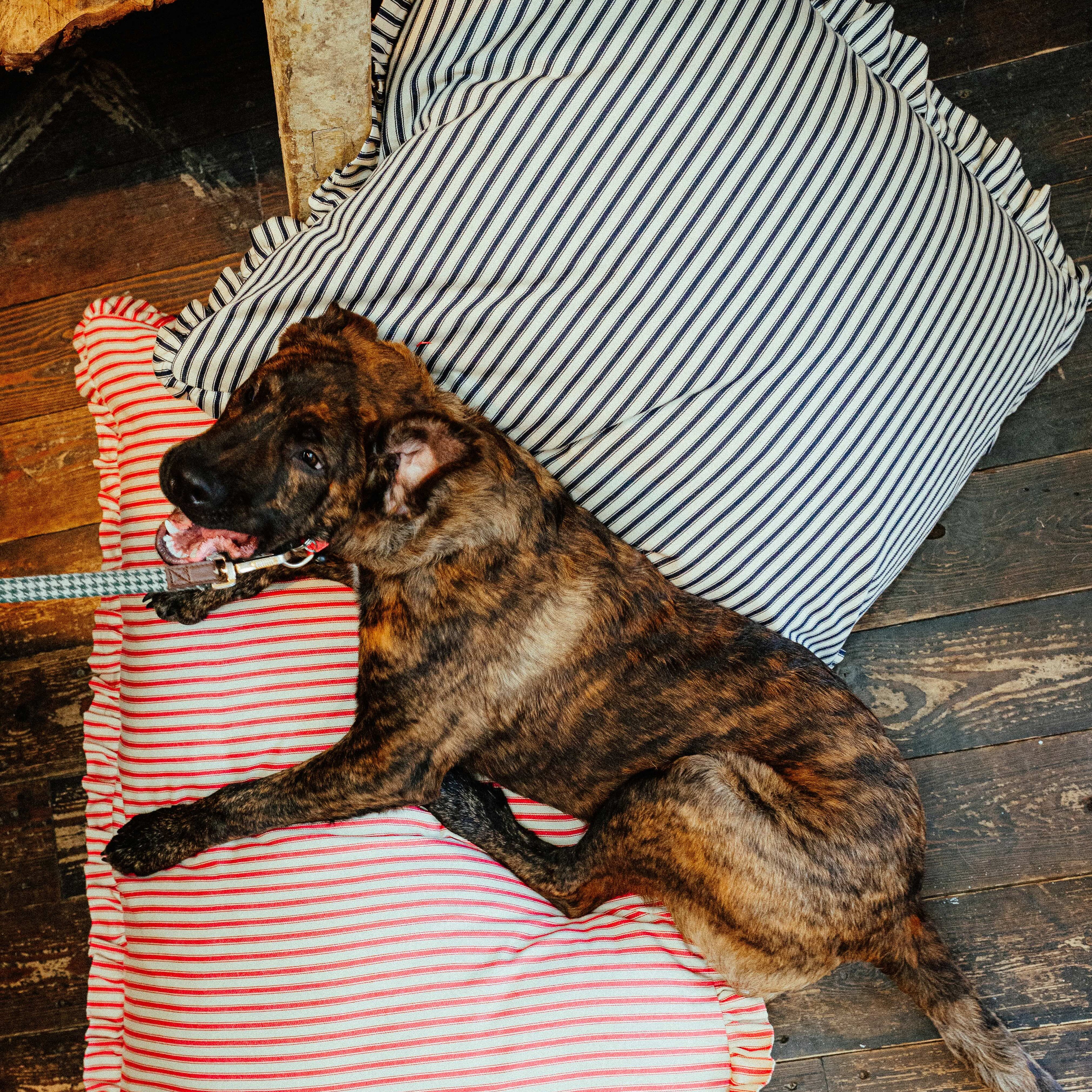 The Tetbury Pet Shop X Eager Sew & So Pillow Beds