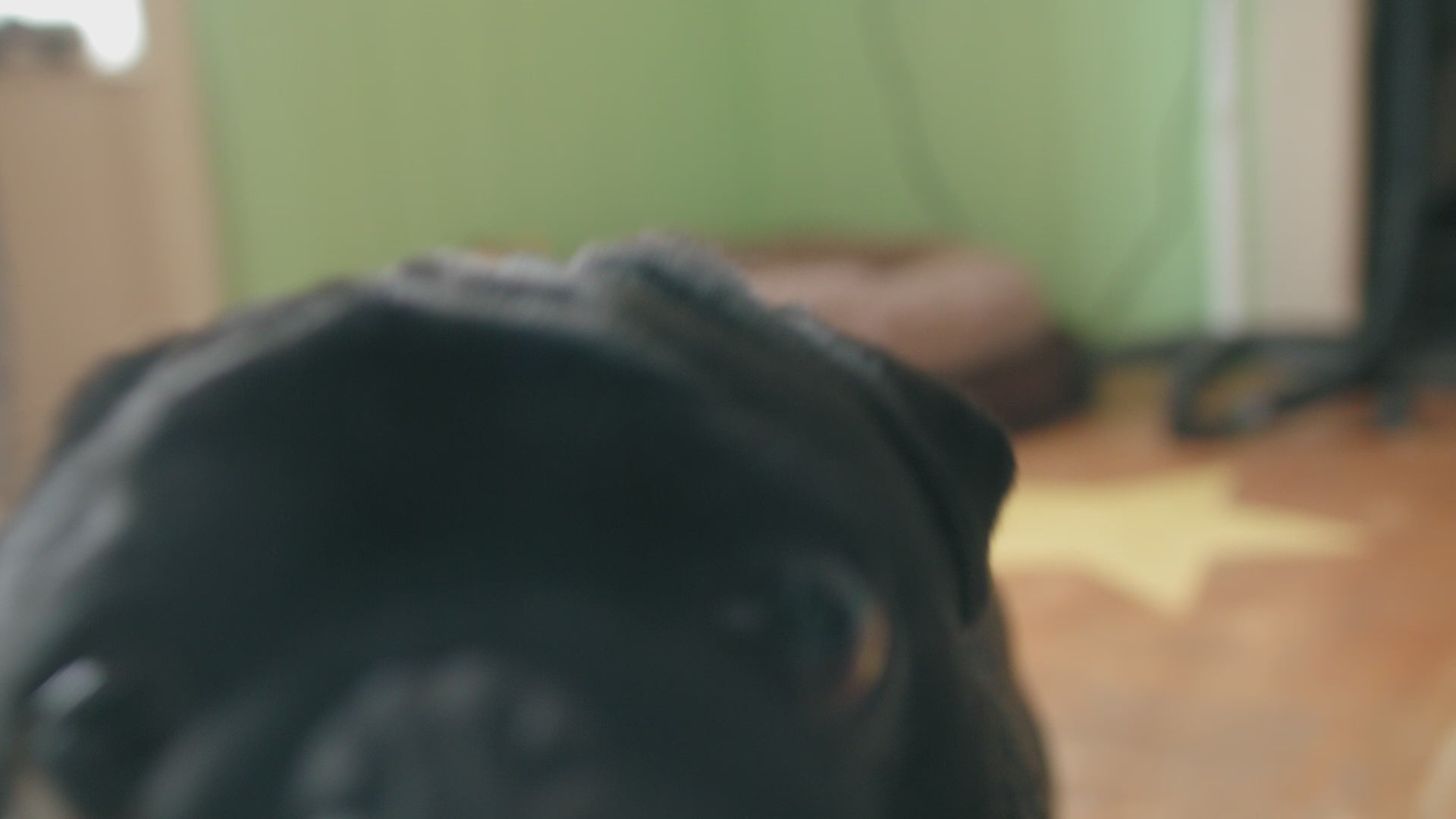 Load video: Dog grooming video